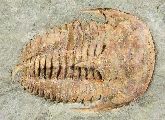 Cambrian (Kingaspidoides?) Trilobite - (Special Price) #73005